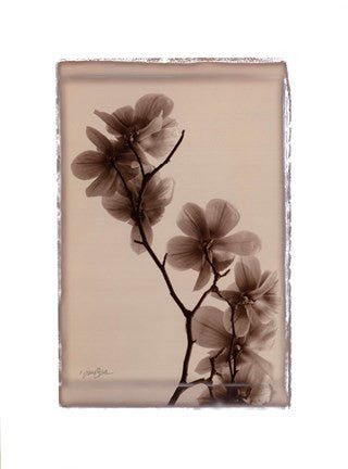 Polaroid Magnolia