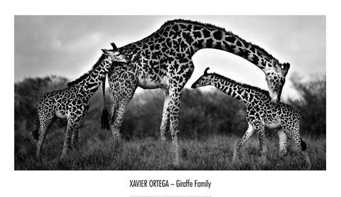 Giraffe Family