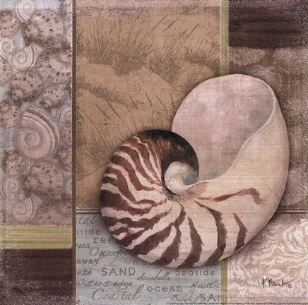 Santa Rosa Shell II