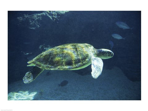 Green Sea Turtle - dark