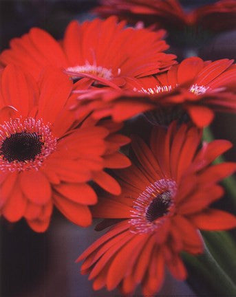 Red Gerbera Daisies I