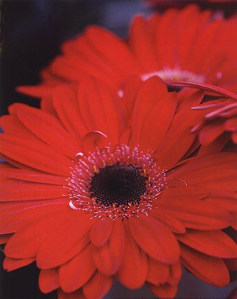 Red Gerbera Daisies II