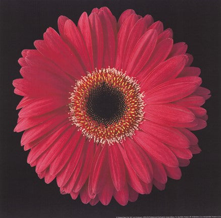 Gerbera Daisy Pink