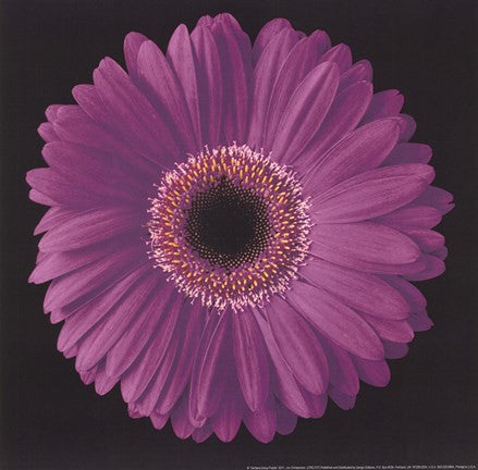 Gerbera Daisy Purple