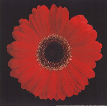 Gerbera Daisy Red