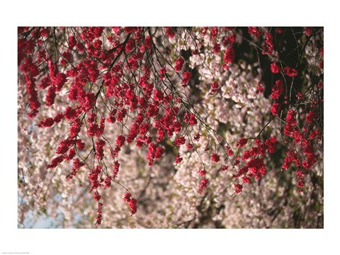 Cherry blossom flowers blooming, Kyoto City, Japan