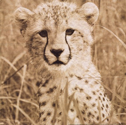 Young Cheetah