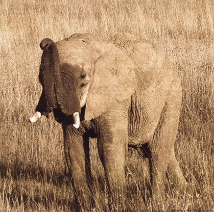 Young Elephant