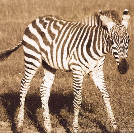 Young Zebra