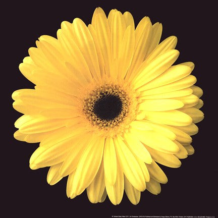 Gerbera Diasy Yellow