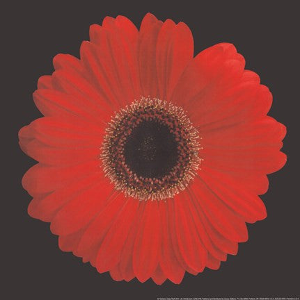 Gerbera Daisy Red