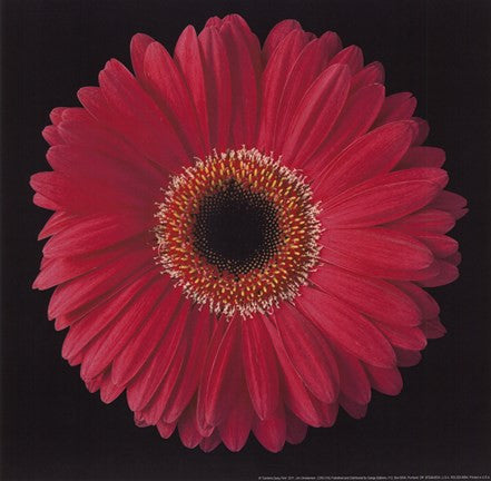 Gerbera Daisy Pink