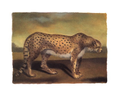 Cheetah