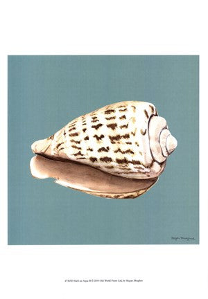 Shell on Aqua II