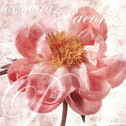 Antique Peony I