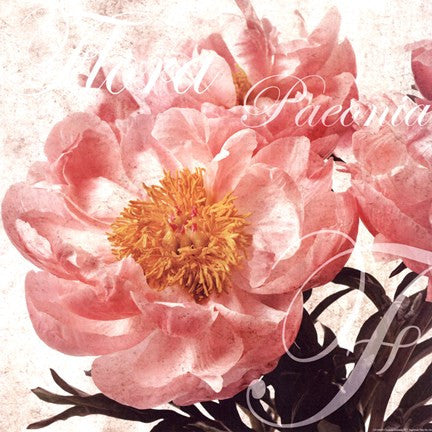 Antique Peony II