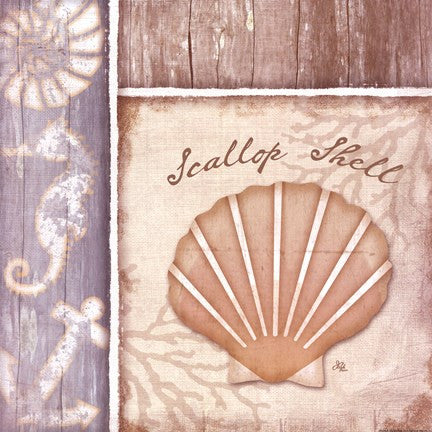 Scallop Shell