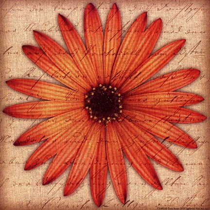 Orange Daisy