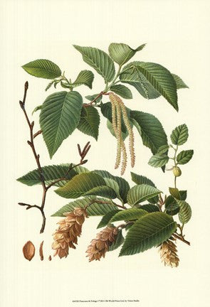 Pincecones & Foliage I