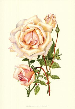 Victorian Rose III