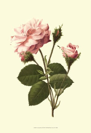 Victorian Rose II