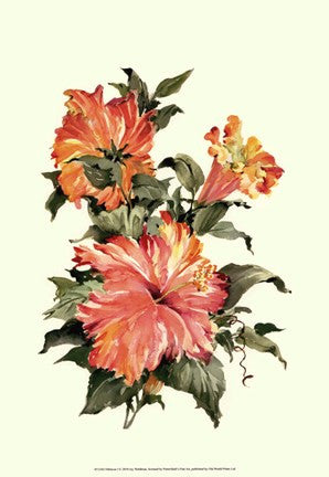 Hibiscus I