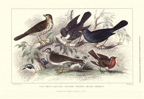 Skylark, Song Thrush, & Red Breast