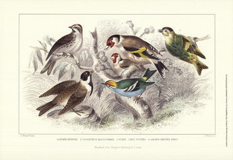 Gold Finch, Buntings, & Wrens