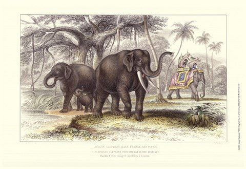 Asiatic Elephants