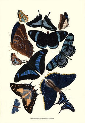 Blue Butterfly Study