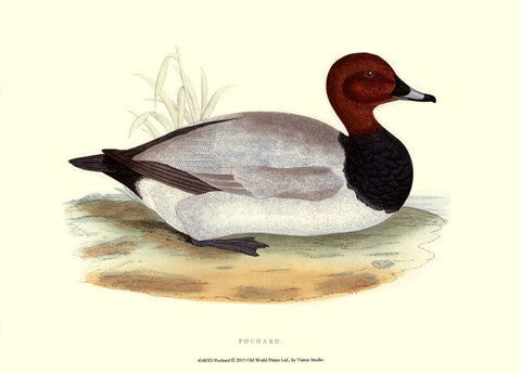 Pochard