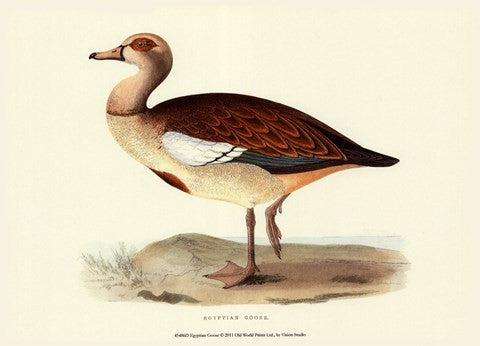 Egyptian Goose