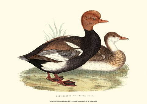 Red-Crested Whistling Duck