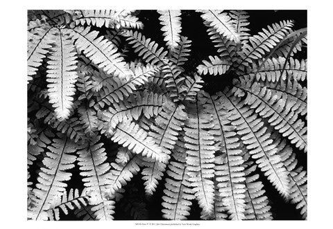 Fern IV