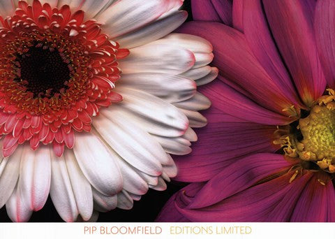 White Gerbera & Pink Dahlia