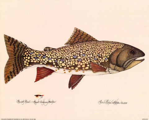 Brook Trout - Royal Coachman Bucktail