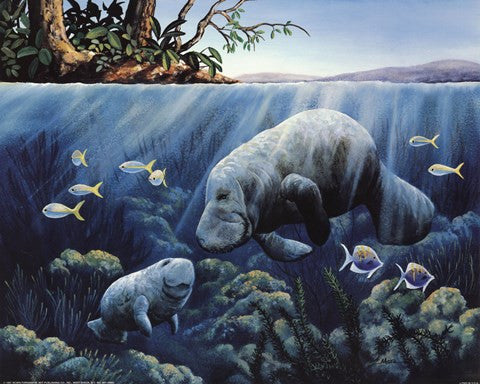 Manatee And Calf