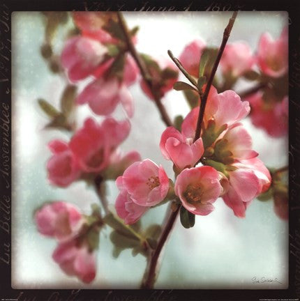 Quince Blossoms II