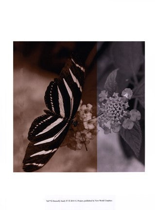 Butterfly Study IV