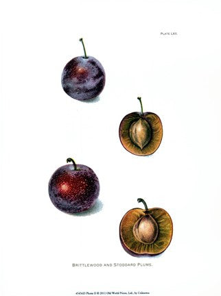 Plums II