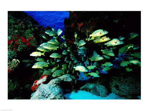 School of Blue Striped Grunts swimming underwater, Cozumel, Mexico