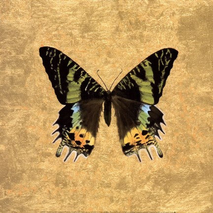 Butterfly on Gold