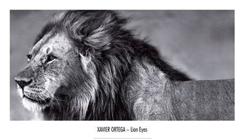 Lion Eyes