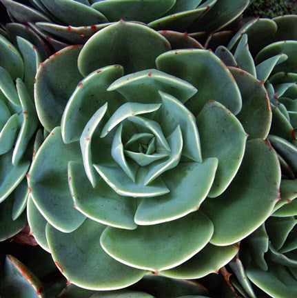 Echeveria I