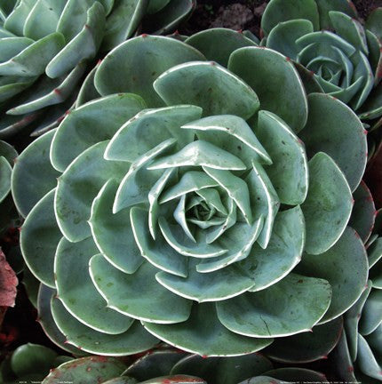 Echeveria II