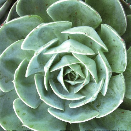 Echeveria II