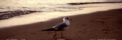 Hanging On The Beach II