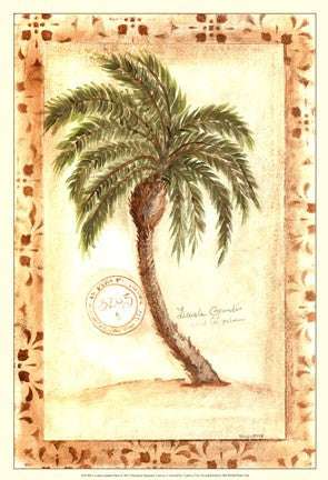 Licuala Grandis Palm