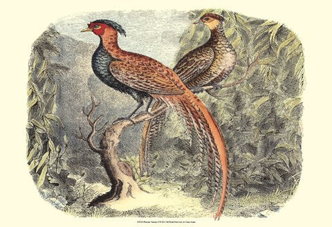 Pheasant Varieties II