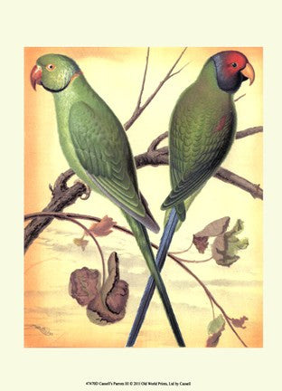 Parrots III